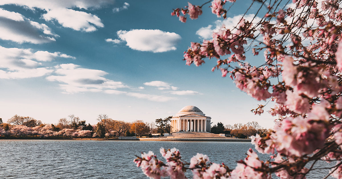 national cherry blossom